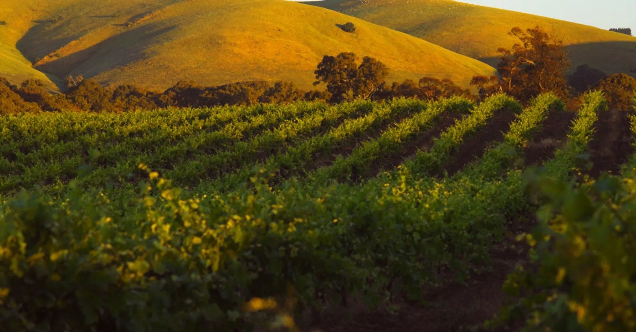 Vineyard tour